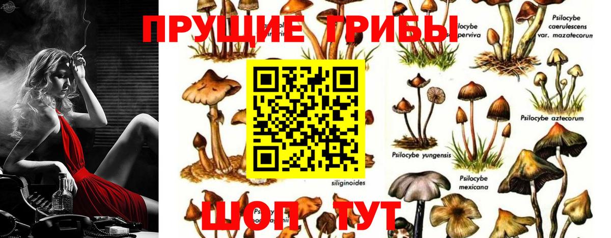 Галлюциногенные грибы Psilocybine cubensis Чистополь